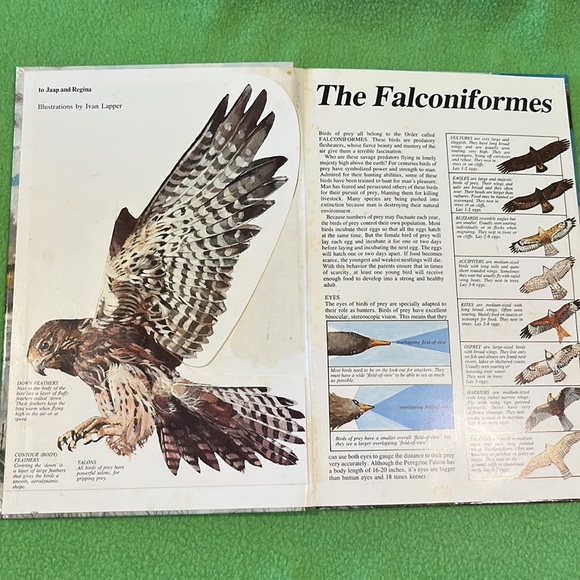 Majesty In Flight Nature’s Bird’s Of Prey in Three Dimensions Pop-Up HC Book - Picture 3 of 9